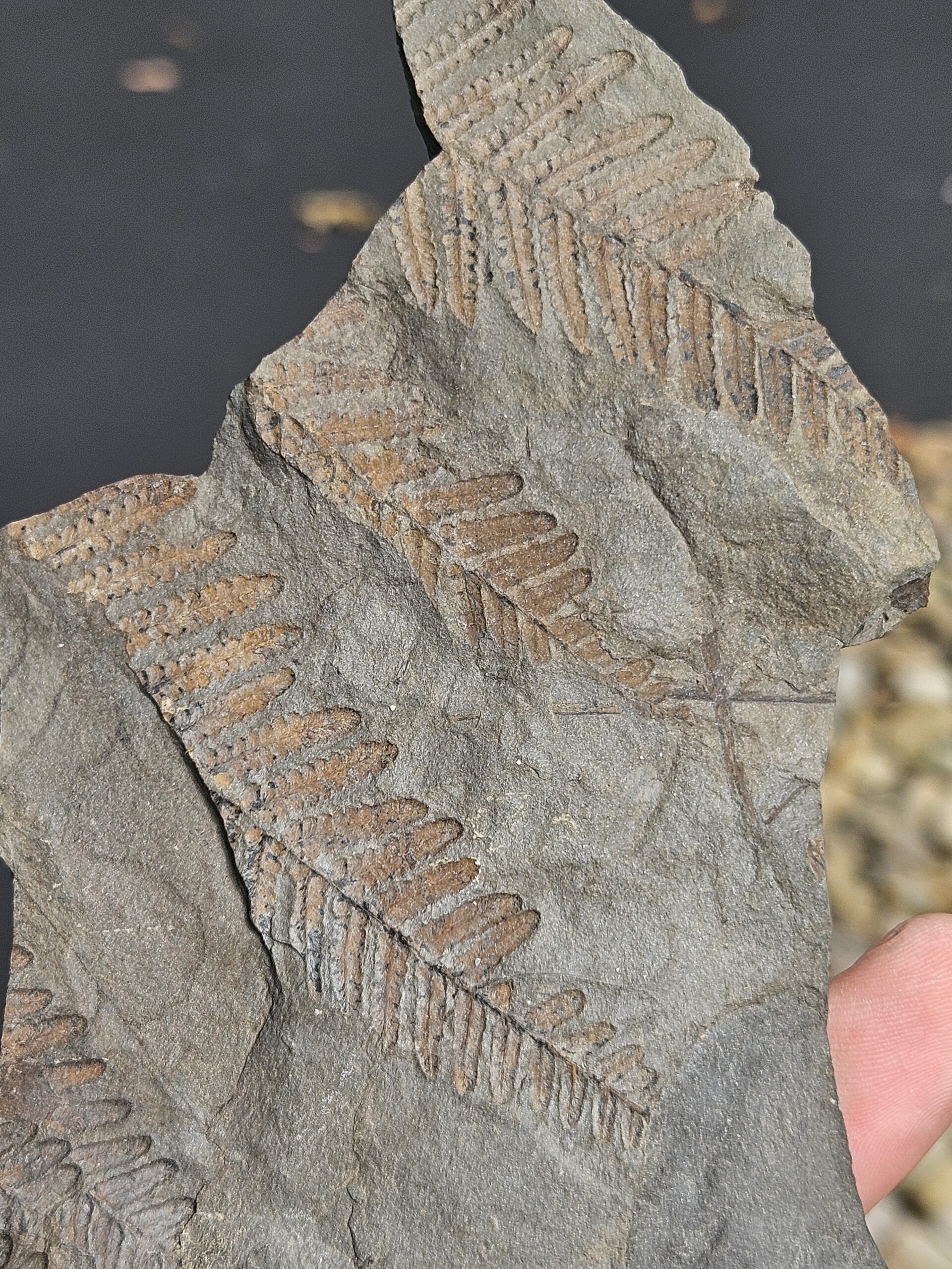 Tree Fern Pecopteris Leaf Plate--SW Pennsylvania Pennsylvanian Period Fossil- Red-Orange Molds on Gray Shale