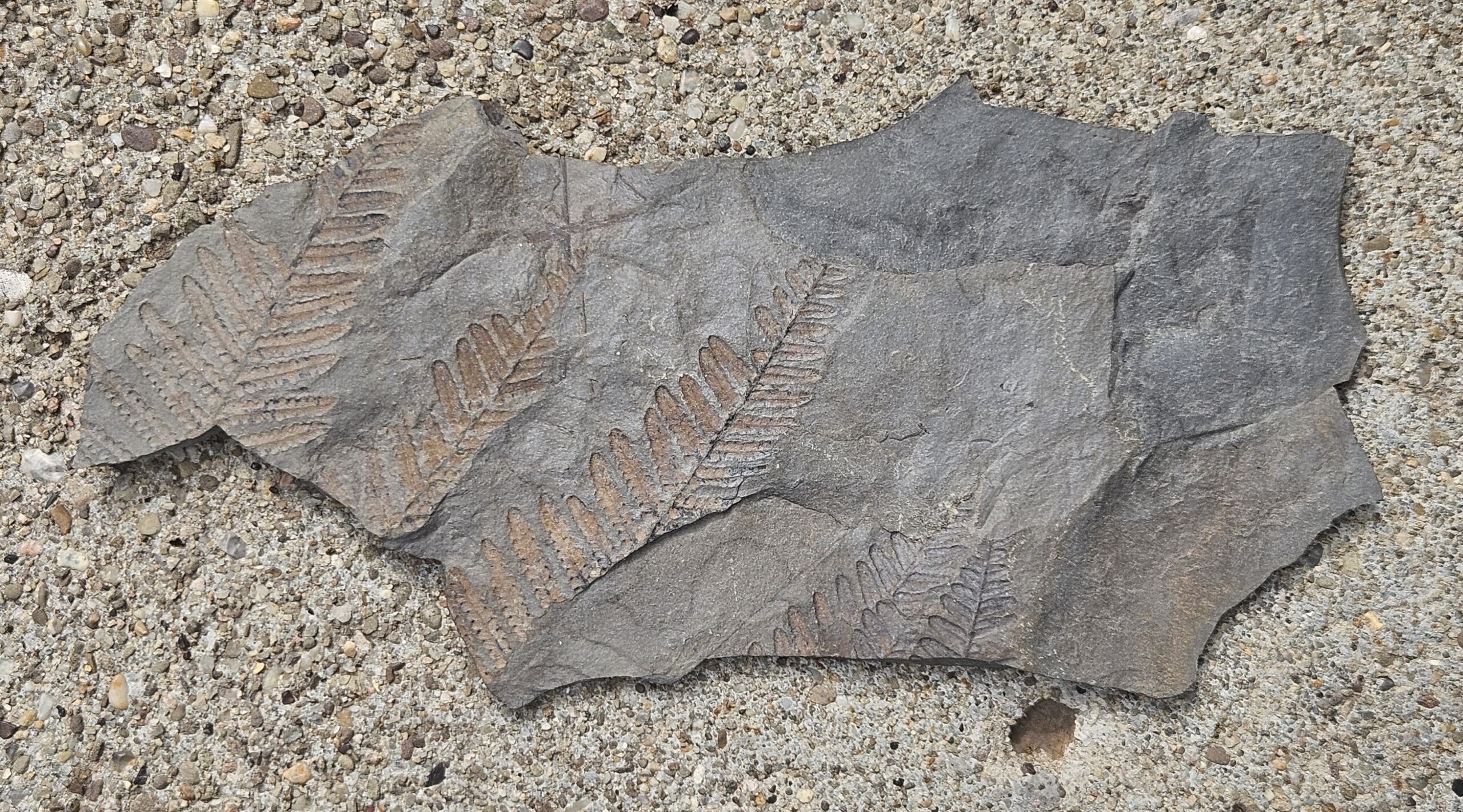Tree Fern Pecopteris Leaf Plate--SW Pennsylvania Pennsylvanian Period Fossil- Red-Orange Molds on Gray Shale - Image 2