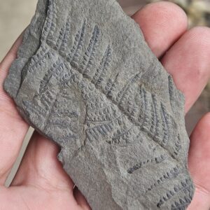 Tree Fern Pecopteris Leaf--SW Pennsylvania Pennsylvanian Period Fossil--Cast on 3" Gray Shale