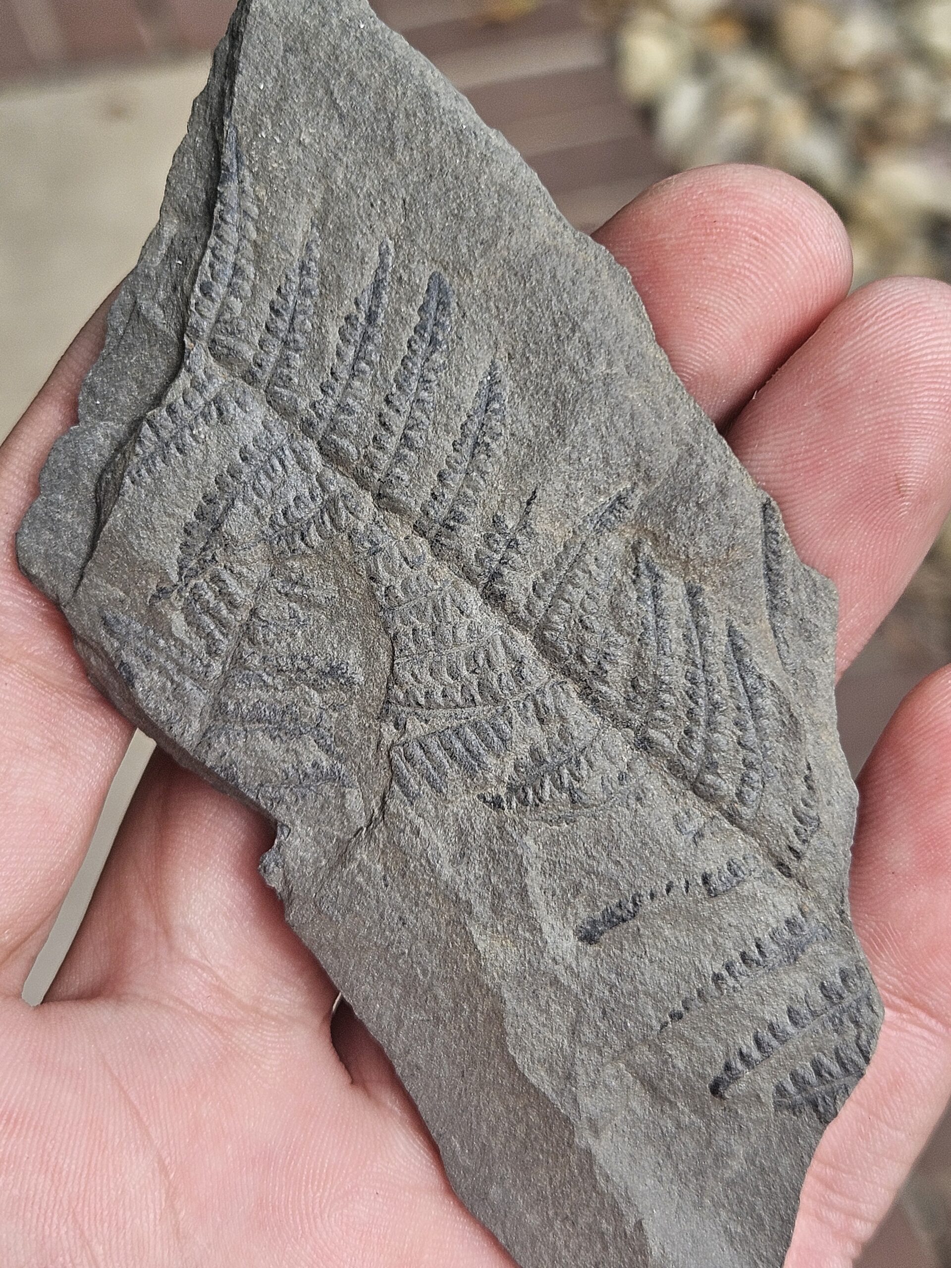 Tree Fern Pecopteris Leaf--SW Pennsylvania Pennsylvanian Period Fossil--Cast on 3" Gray Shale