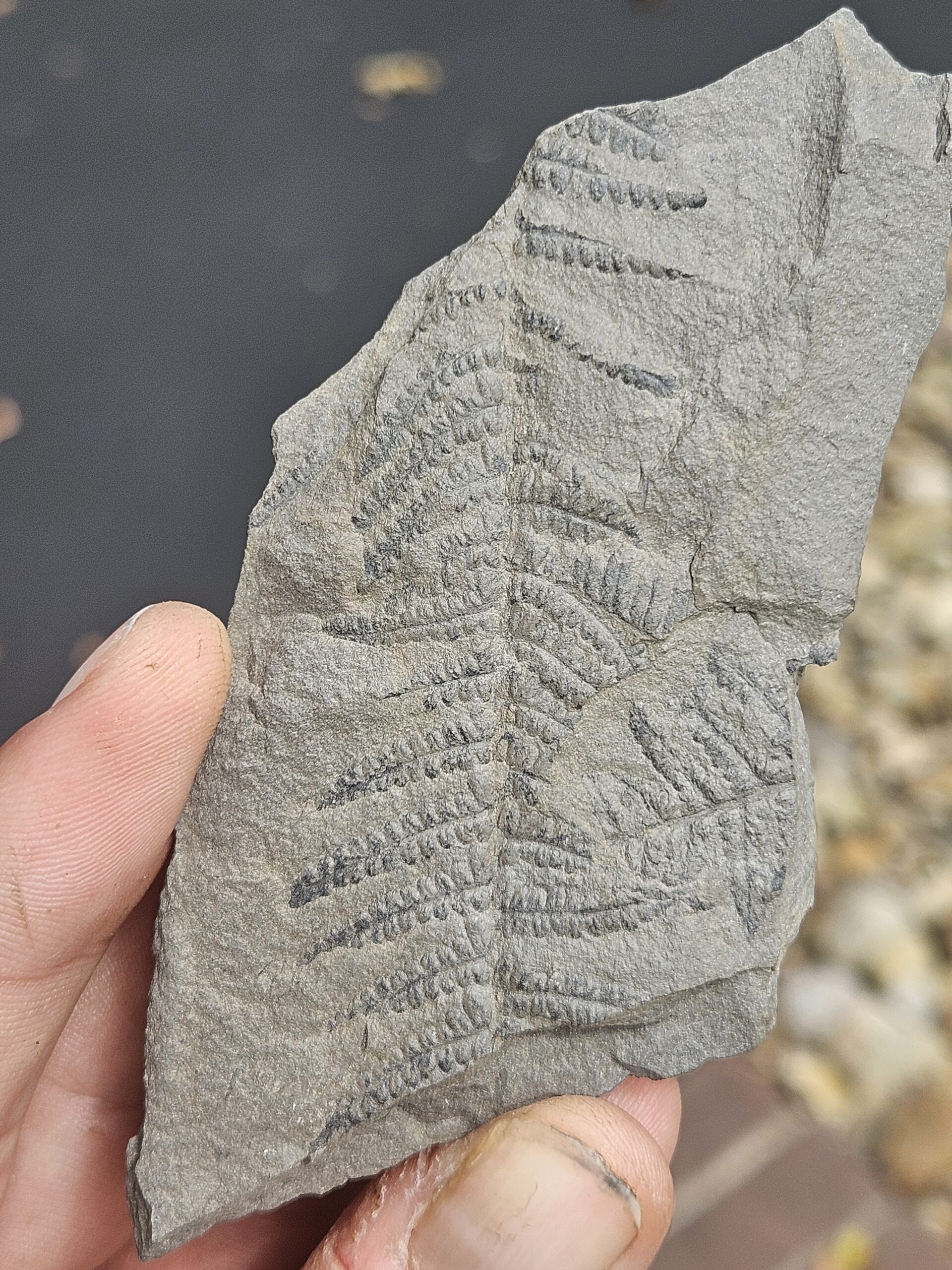Tree Fern Pecopteris Leaf--SW Pennsylvania Pennsylvanian Period Fossil--Cast on 3" Gray Shale - Image 2
