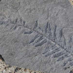 Tree Fern Pecopteris Leaf--SW Pennsylvania Pennsylvanian Period Fossil--Mold on Gray Shale