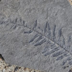 Tree Fern Pecopteris Leaf--SW Pennsylvania Pennsylvanian Period Fossil--Mold on Gray Shale