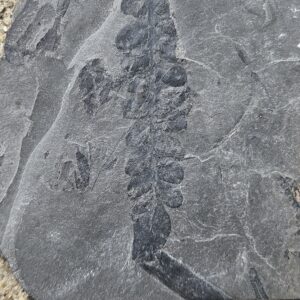 Seed Fern Frond Neuropteris– SW PA Pennsylvanian Period Fossil – 3.25" Black Carbonized on Gray Shale