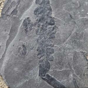Seed Fern Frond Neuropteris– SW PA Pennsylvanian Period Fossil – 3.25" Black Carbonized on Gray Shale