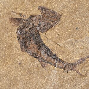 Carboniferous Fish Fossils Siberia Mississippian--Lots of Scales
