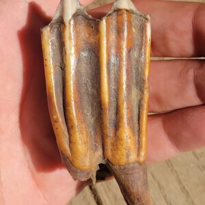 Ice Age Bison Upper Lower Teeth Fossils--Iowa Pleistocene