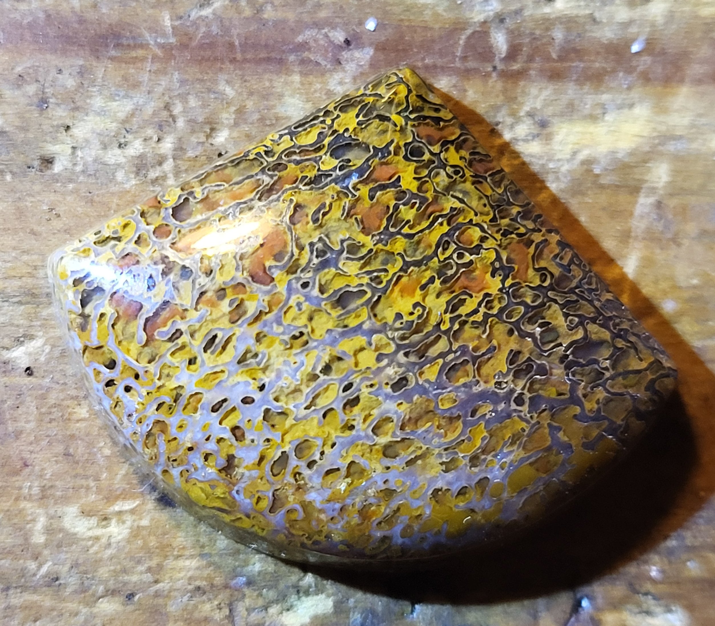 33.2 ct Agatized Dinosaur Gem Bone Cabochon - Spiderweb Cell Pattern - Utah - Image 2