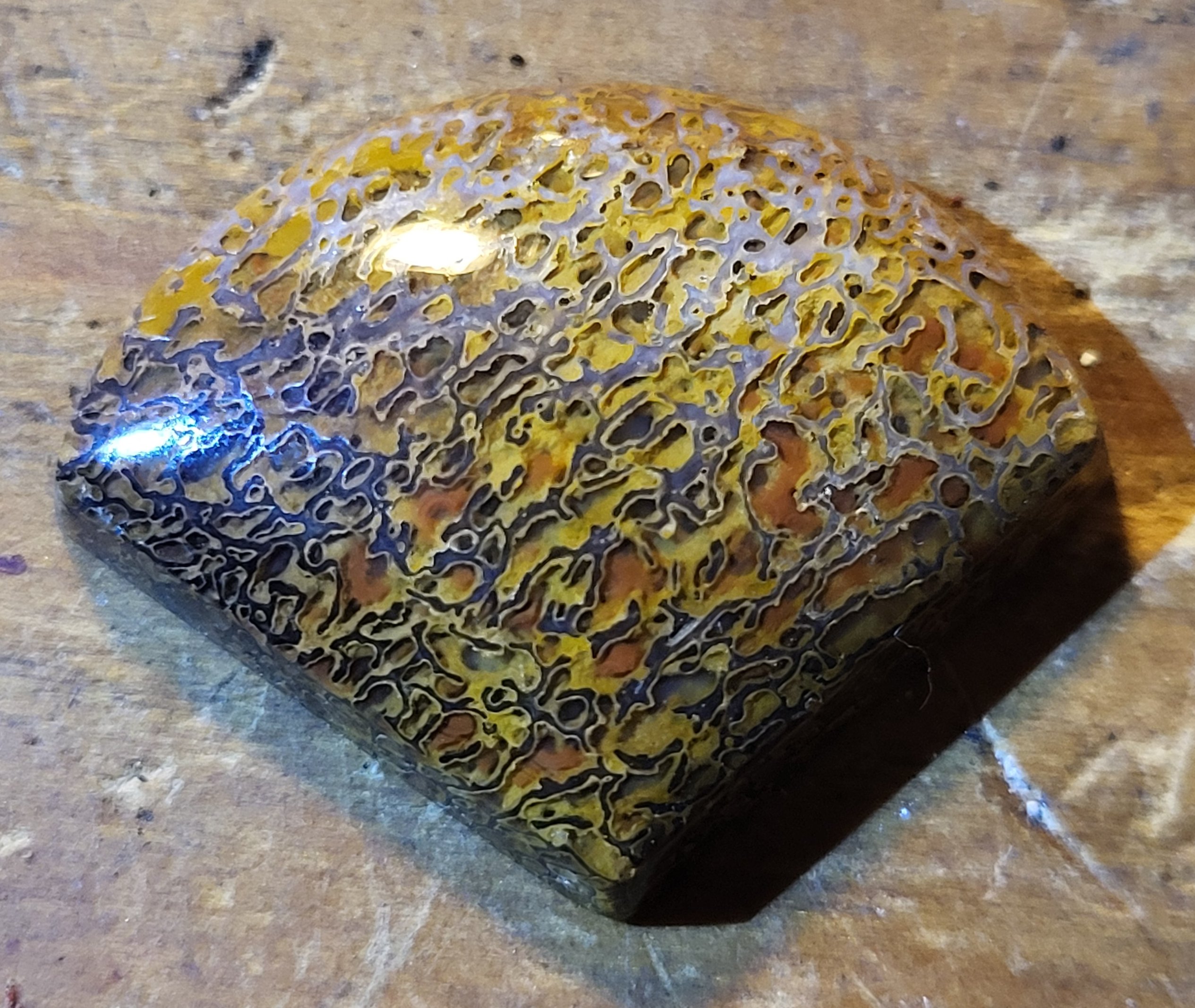 33.2 ct Agatized Dinosaur Gem Bone Cabochon - Spiderweb Cell Pattern - Utah