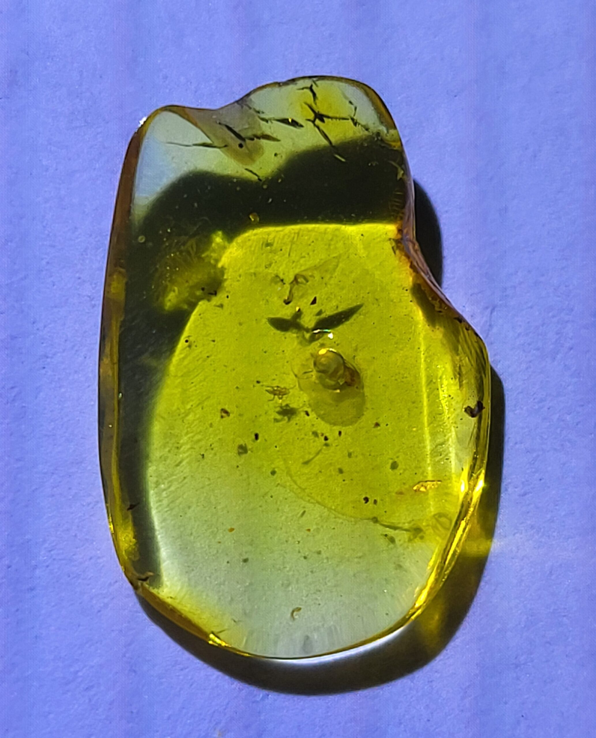 Rare Snail Gastropod in Baltic Amber--Lithuania Eocene 40 Million Years Old Fossil - Image 4
