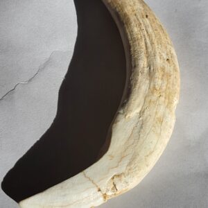 Pleistocene Wild Boar Stabbing Tusk (Sus scrofa) – Ardennes Cave Deposit, Belgium