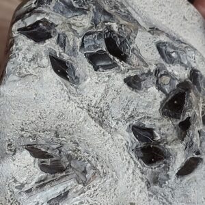 Fish Lepidotes Scale Fossils Yorkshire England Jurassic Nodule