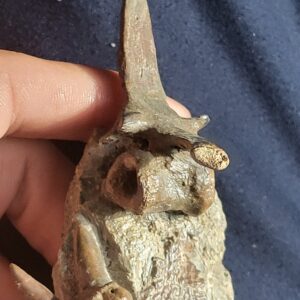 Early Reptile Amphibian Skull Vertebra Neural Spine Assembled Fossil Piece