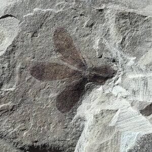 Green River Fossil Flower 0.75"--Utah Eocene 45 Million Years Old