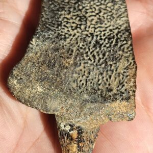 Ice Age Turtle Carapace Bone Fossil Pleistocene Iowa