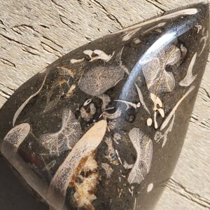 Polished Ichthyosaur Bone Nodule / Cabochon – Early Jurassic Whitby, Yorkshire Coast, UK