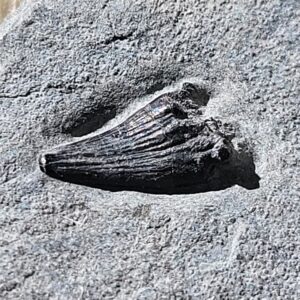 Juvenile Ichthyosaur Tooth Fossil Lyme Regis UK Jurassic Coast