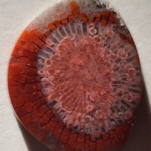 Fossilized Horn Coral 21.1 ct Cabochon Pennsylvanian