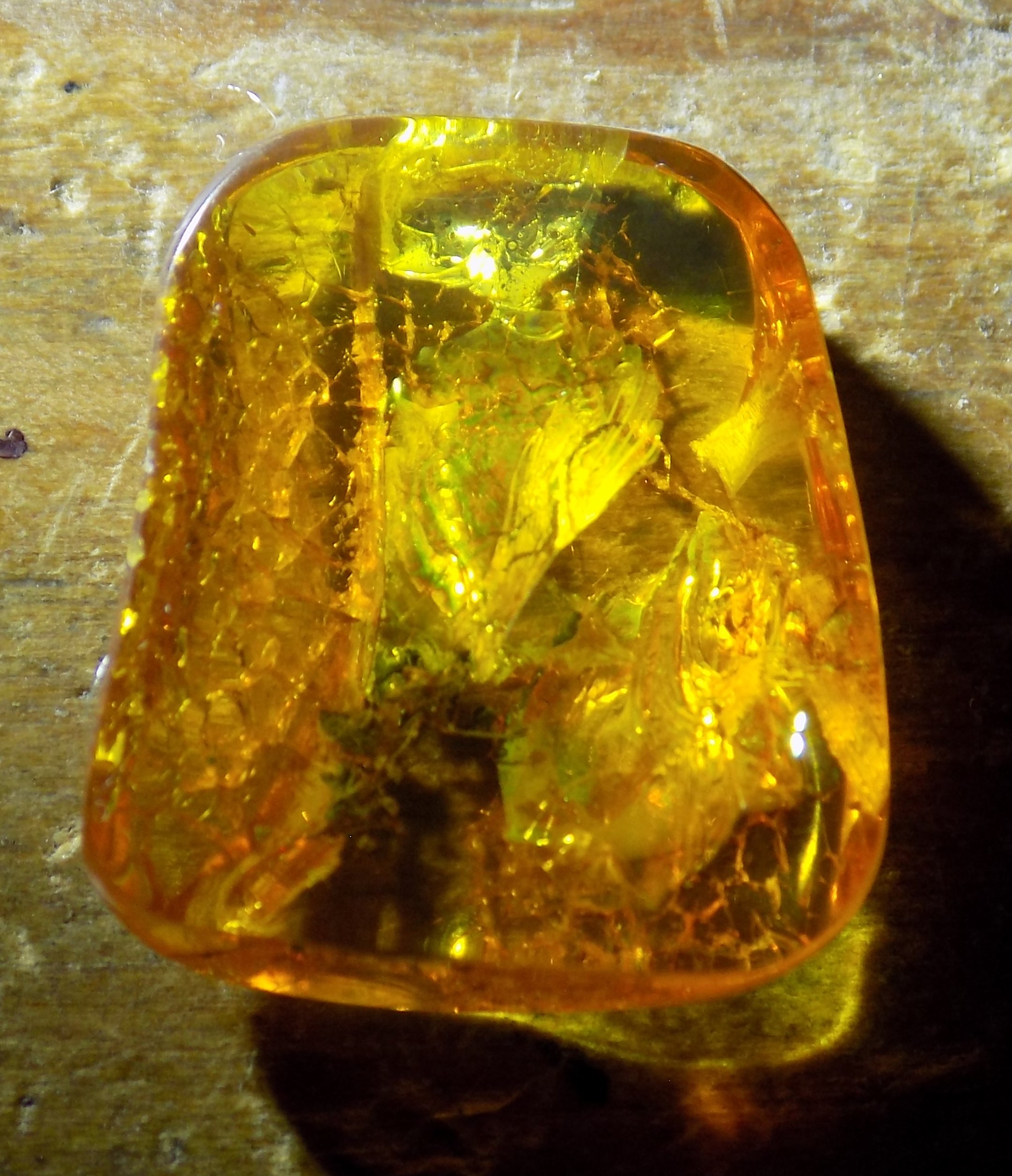 Oak Flowers in Baltic Amber--Lithuania Eocene Fossil 40 Million Years Old - Image 3