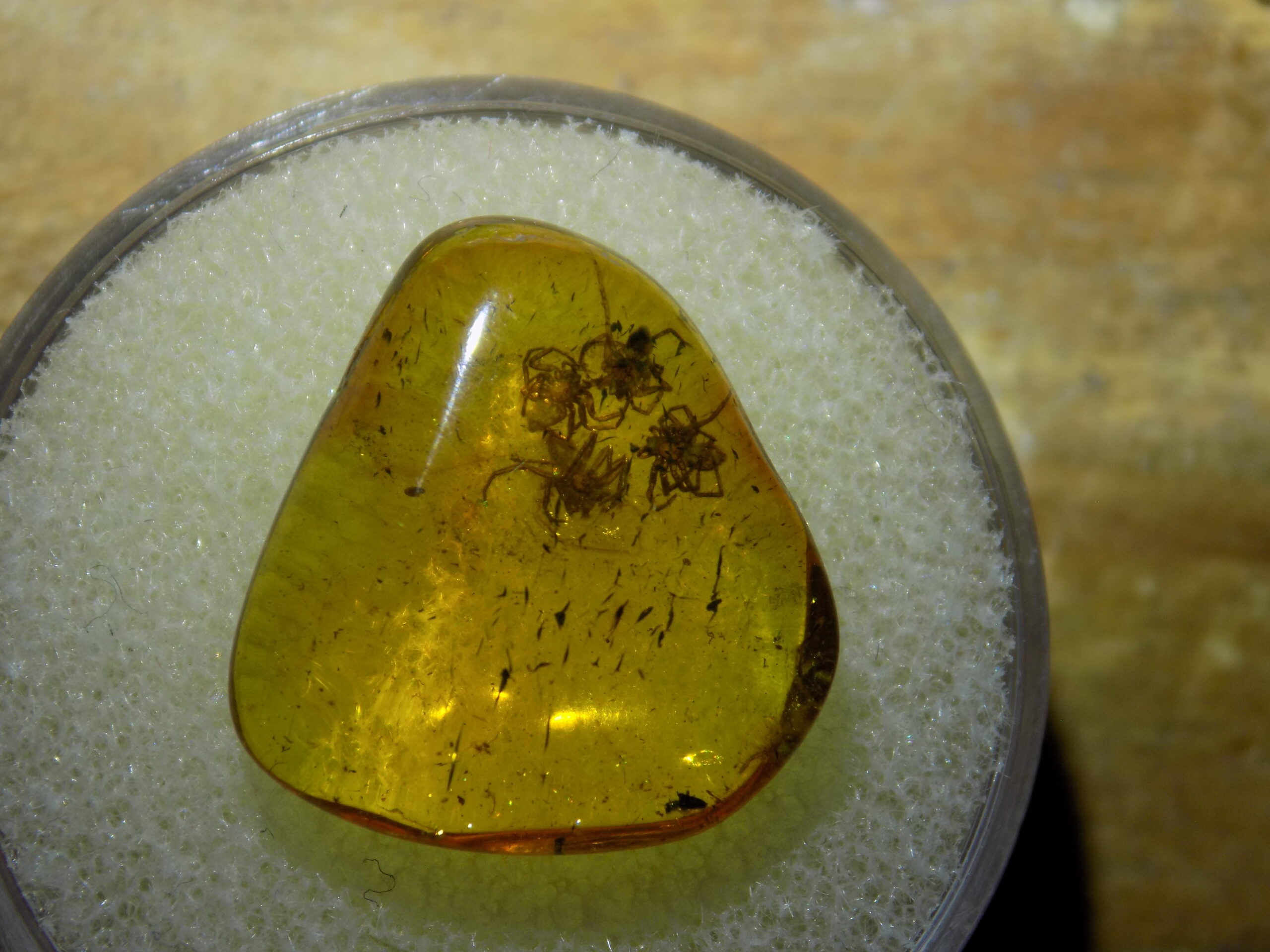 Four Spiders in Baltic Amber Fossil--Lithuania Eocene - Image 3