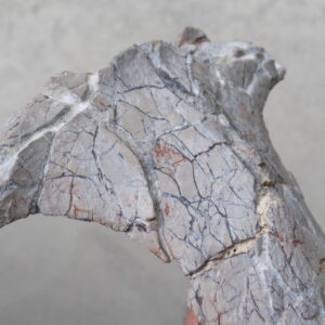 10.25" Fossil Metoposaur (Koskinonodon) Skull Bone Section – Triassic Chinle Formation, Arizona