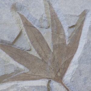 5.5" Sycamore Leaf Fossil Green River Macgintea wyomingensis Eocene Utah