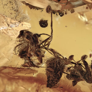 Oak Flowers in Baltic Amber--Lithuania Eocene Fossil 40 Million Years Old