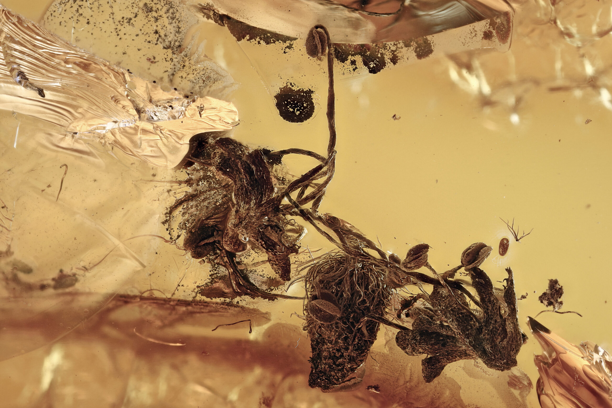 Oak Flowers in Baltic Amber--Lithuania Eocene Fossil 40 Million Years Old