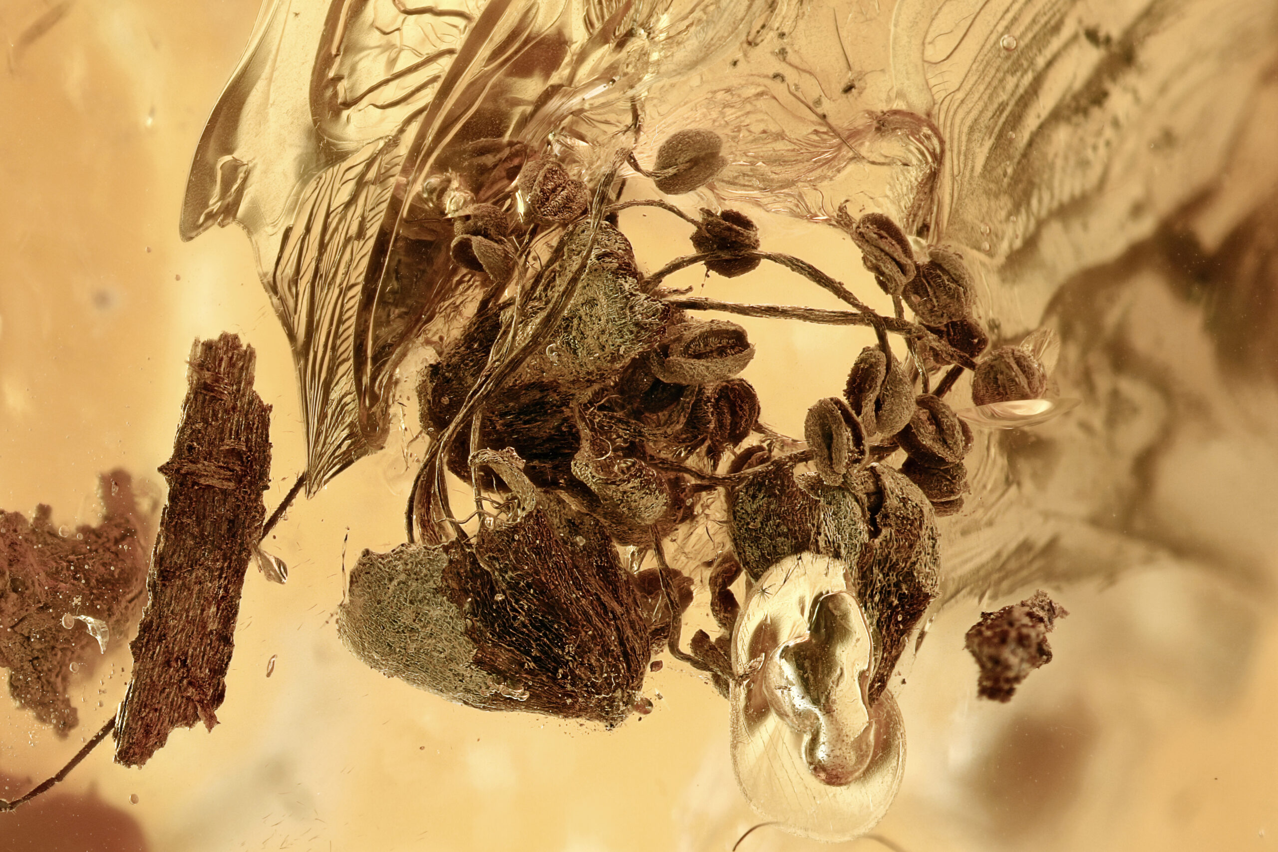 Oak Flowers in Baltic Amber--Lithuania Eocene Fossil 40 Million Years Old - Image 2