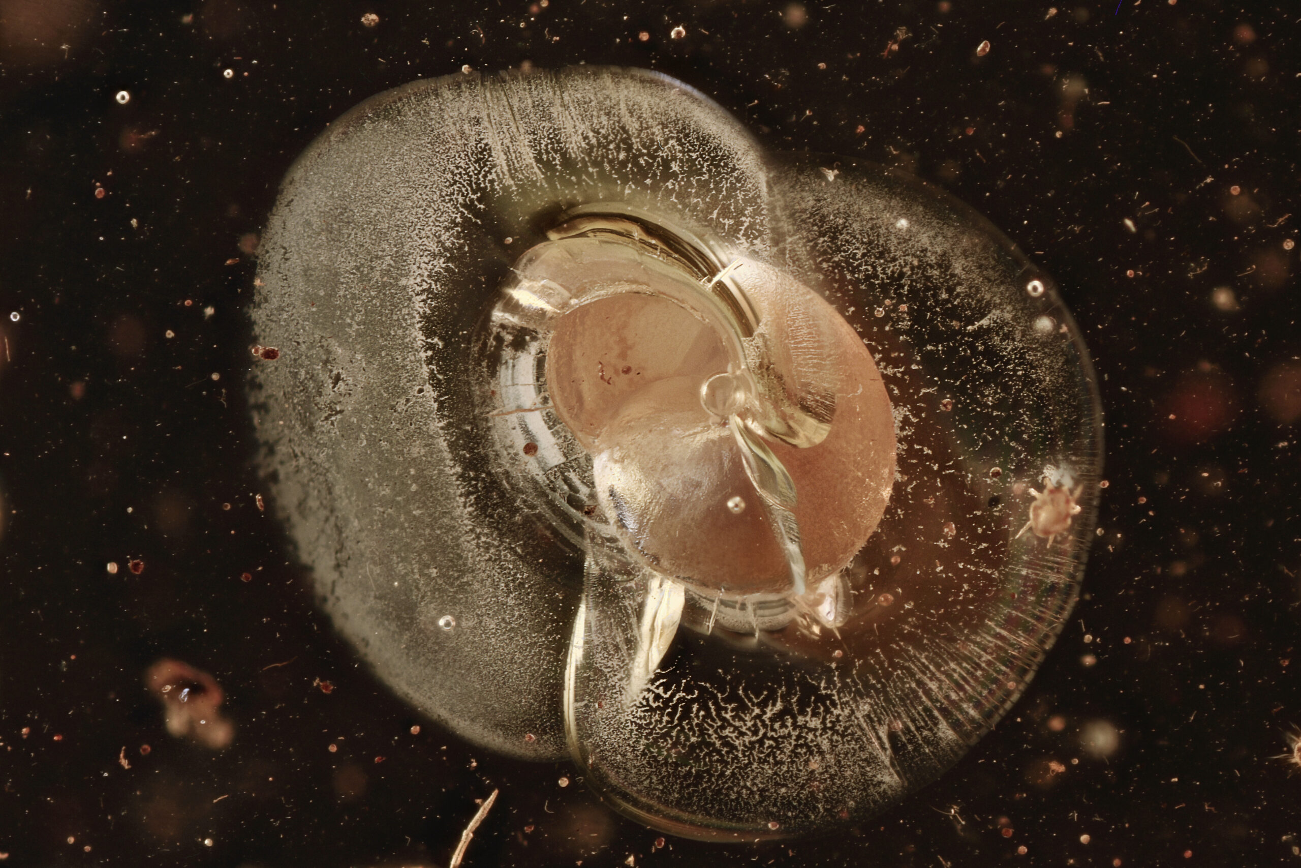 Rare Snail Gastropod in Baltic Amber--Lithuania Eocene 40 Million Years Old Fossil - Image 3