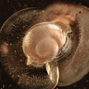 Rare Snail Gastropod in Baltic Amber--Lithuania Eocene 40 Million Years Old Fossil