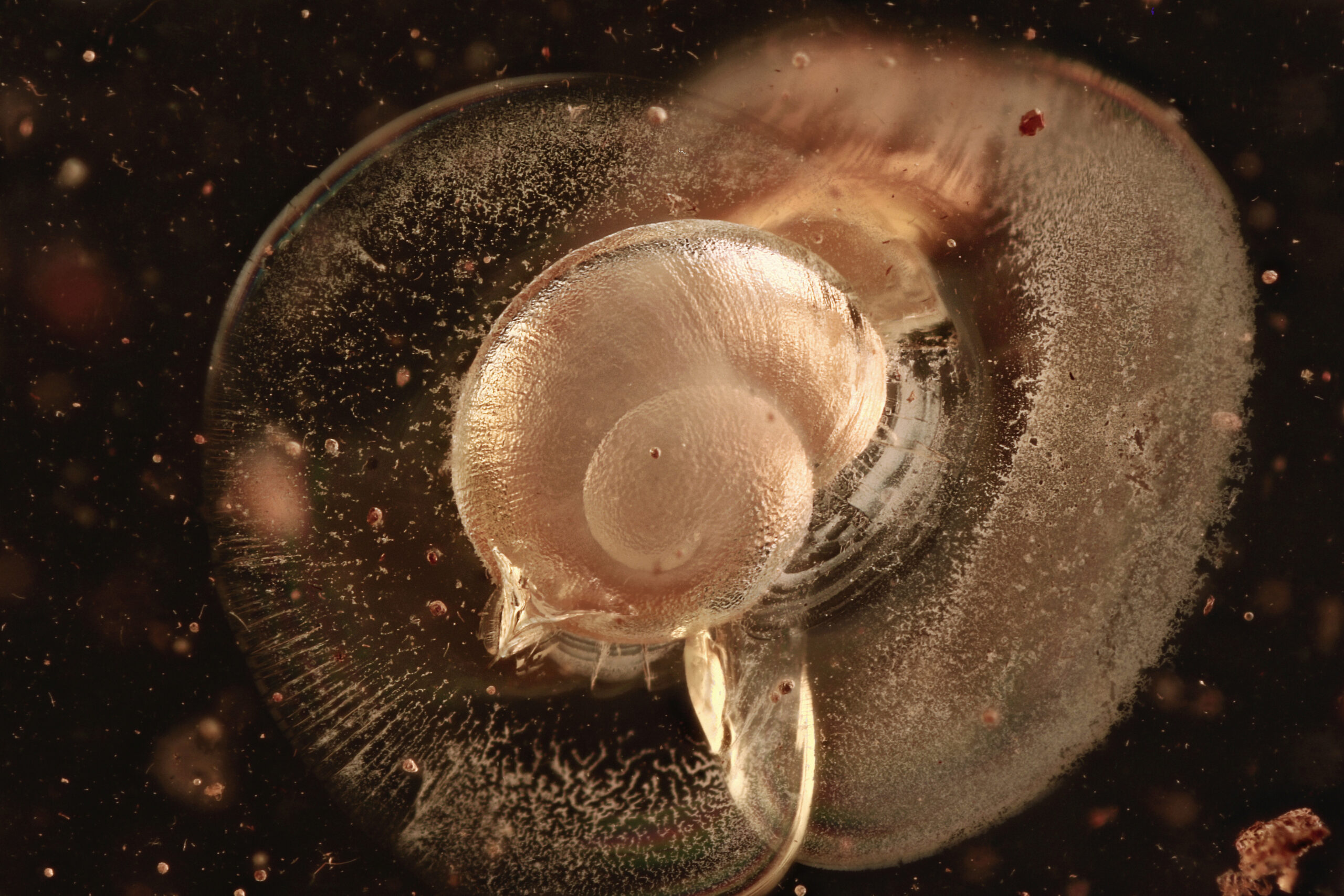 Rare Snail Gastropod in Baltic Amber--Lithuania Eocene 40 Million Years Old Fossil