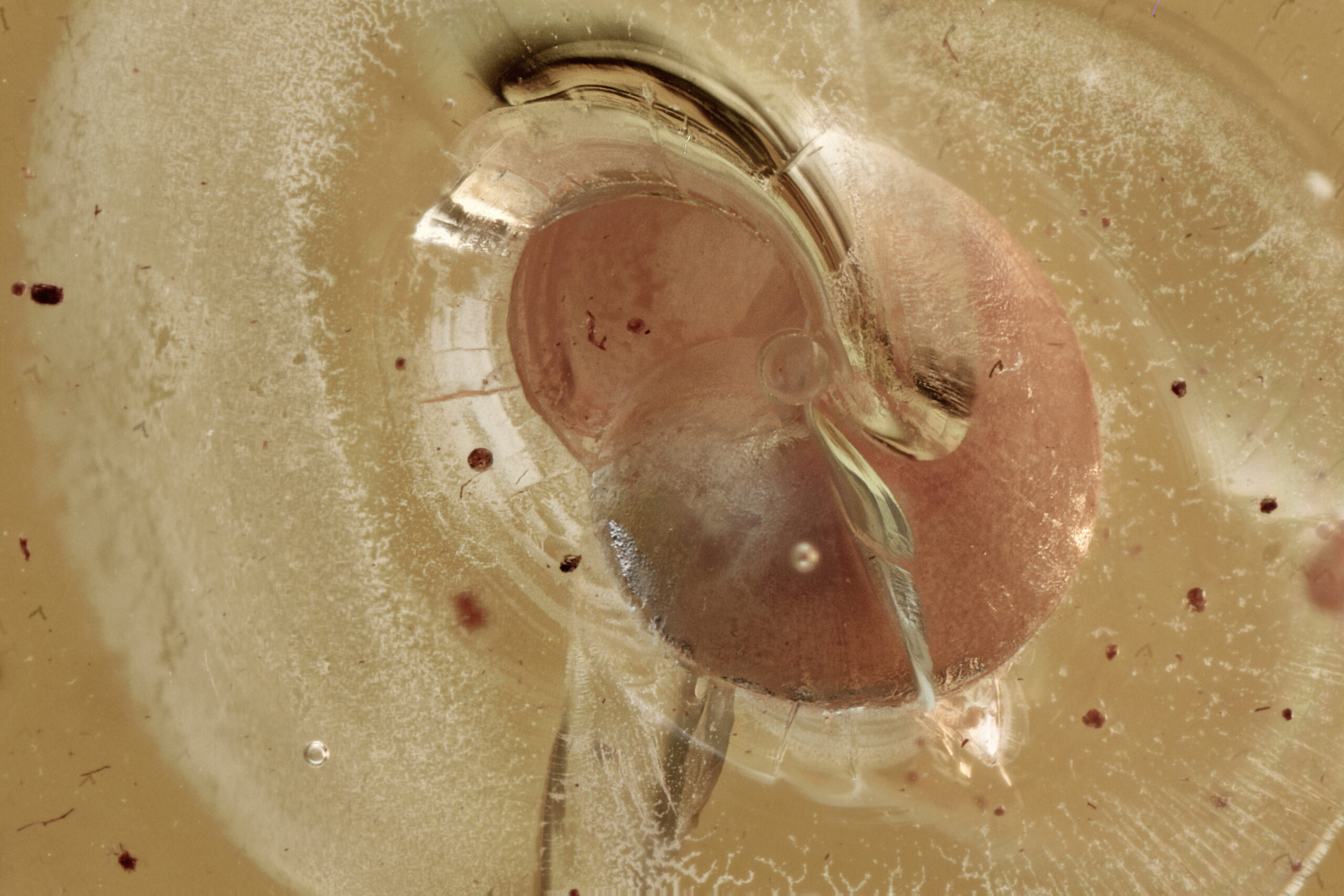 Rare Snail Gastropod in Baltic Amber--Lithuania Eocene 40 Million Years Old Fossil - Image 2