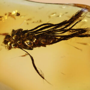 Inflorescence of Oak inclusion in Baltic Amber--Lithuania Eocene Fossil Flower