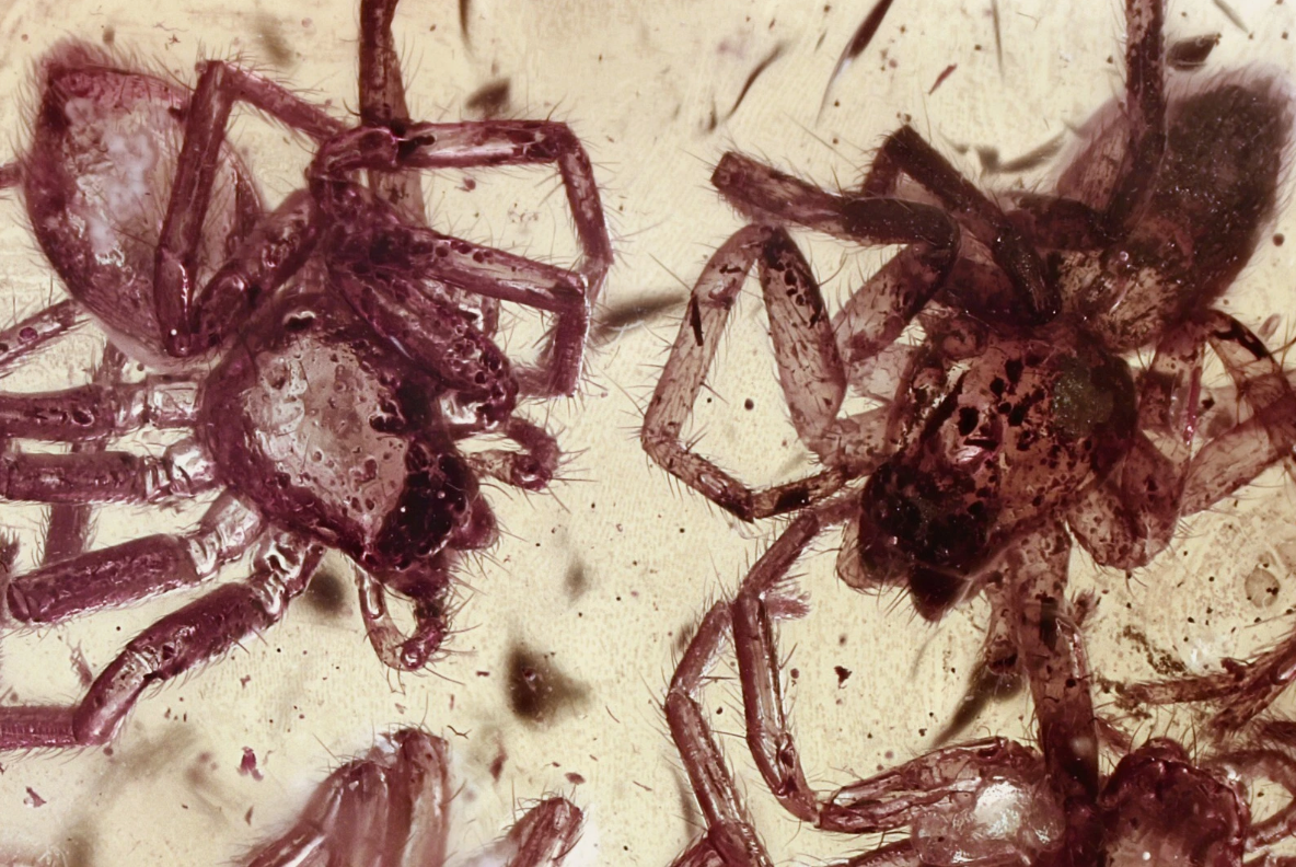 Four Spiders in Baltic Amber Fossil--Lithuania Eocene - Image 2