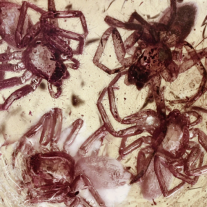 Four Spiders in Baltic Amber Fossil--Lithuania Eocene