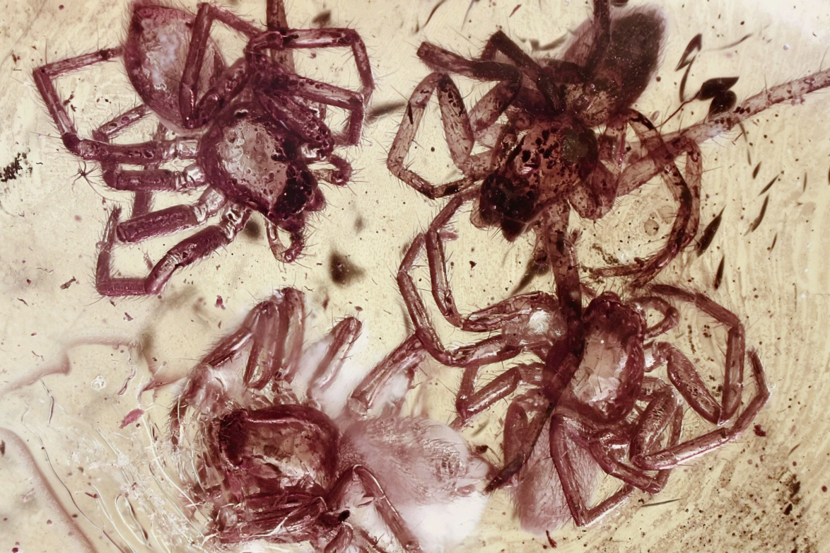 Four Spiders in Baltic Amber Fossil--Lithuania Eocene