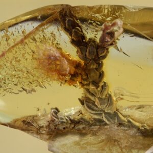 Thuja Twig in Baltic Amber--Eocene Lithuania Plant Fossil